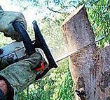 Best Storm Damage Tree Cleanup  in Littlerock, CA