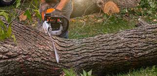 Best Lawn Grading and Leveling  in Littlerock, CA