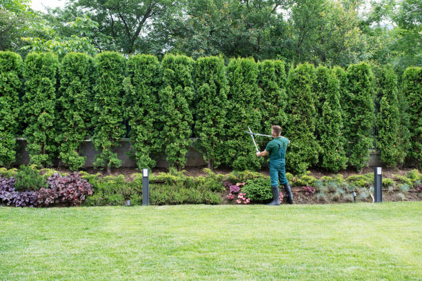 Best Hazardous Tree Removal  in Littlerock, CA