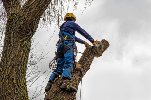 Best Tree Trimming and Pruning  in Littlerock, CA