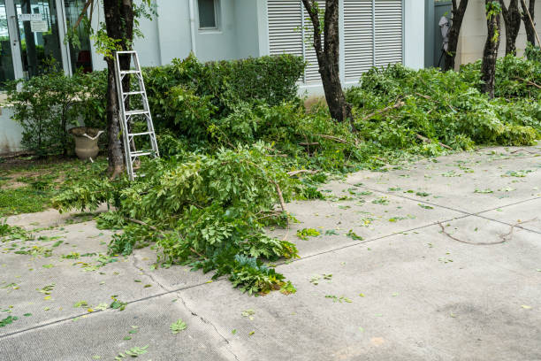 How Our Tree Care Process Works  in  Littlerock, CA