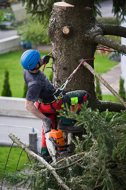 Lawn Maintenance Plans in Littlerock, CA