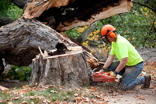 Professional Tree Removal in Littlerock, CA